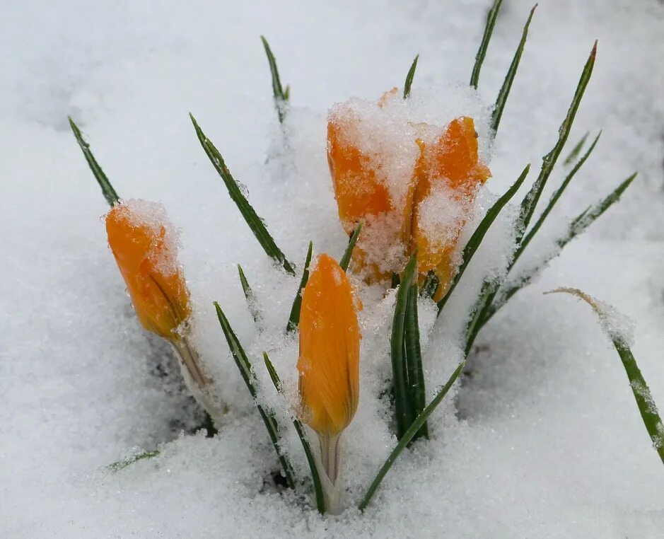 Зима ни. Оранжевый Крокус растет из снега. Ни зима ни Весна. Колосок цветы весной снег. Снегопад Немировский.