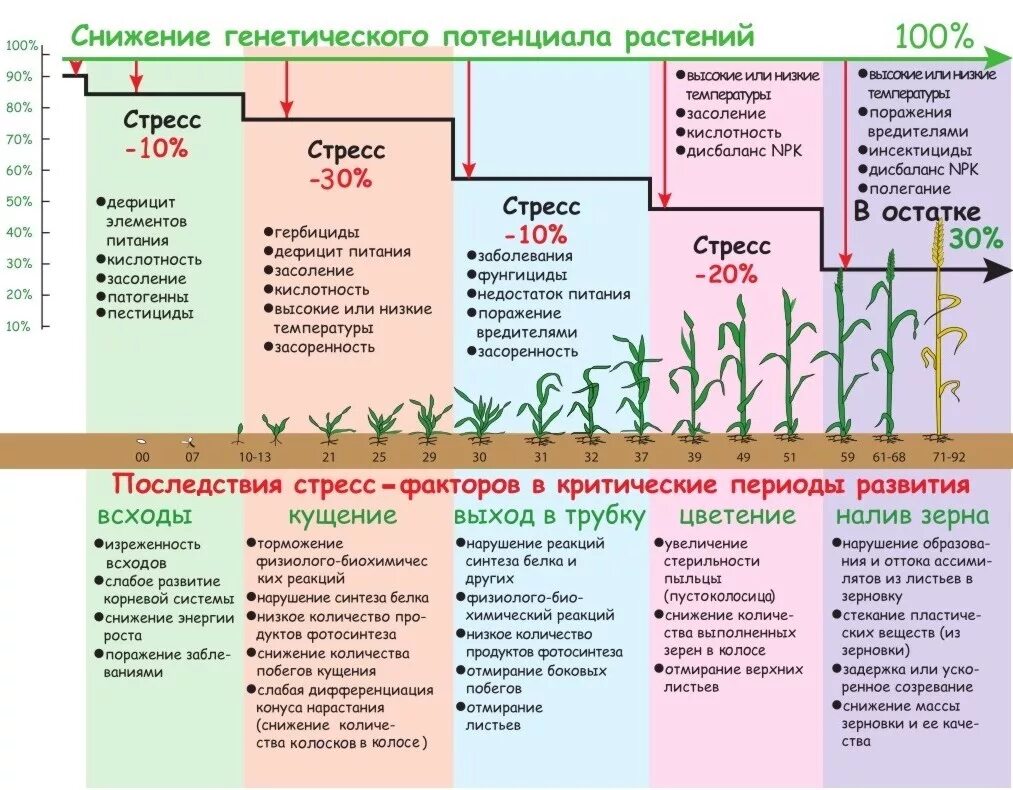 Удобрения повышения урожайности. Критические периоды растений. Фазы растений. Фазы развития пшеницы. Фазы развития озимой пшеницы.