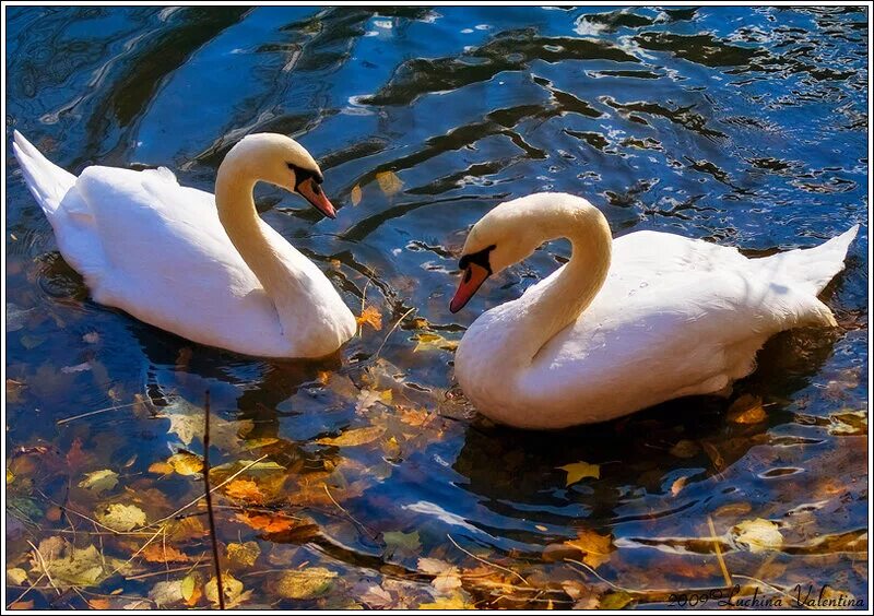 Лебеди. Два лебедя. Лебеди на озере. Лебеди в пруду.