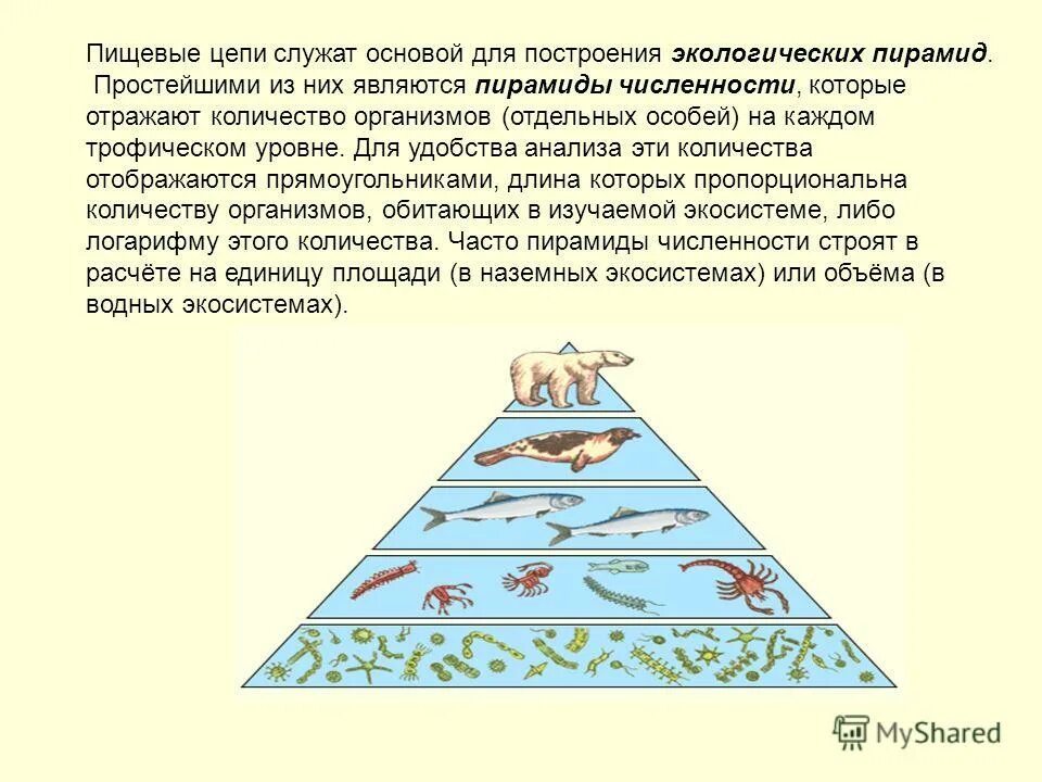 Что отражает правило экологической пирамиды кратко