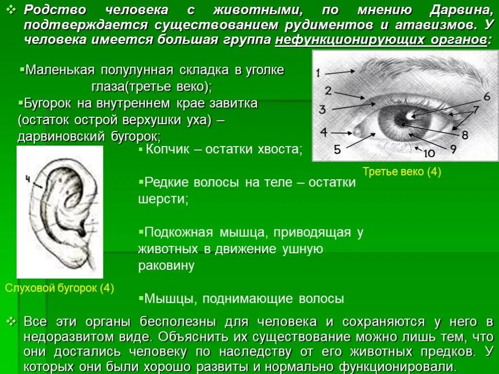 Рудименту атавизмам приведите. Рудименты атавизмы третье веко. Родство человека с животными. Наличие у человека рудиментов и атавизмов. Рудимент третьего века.