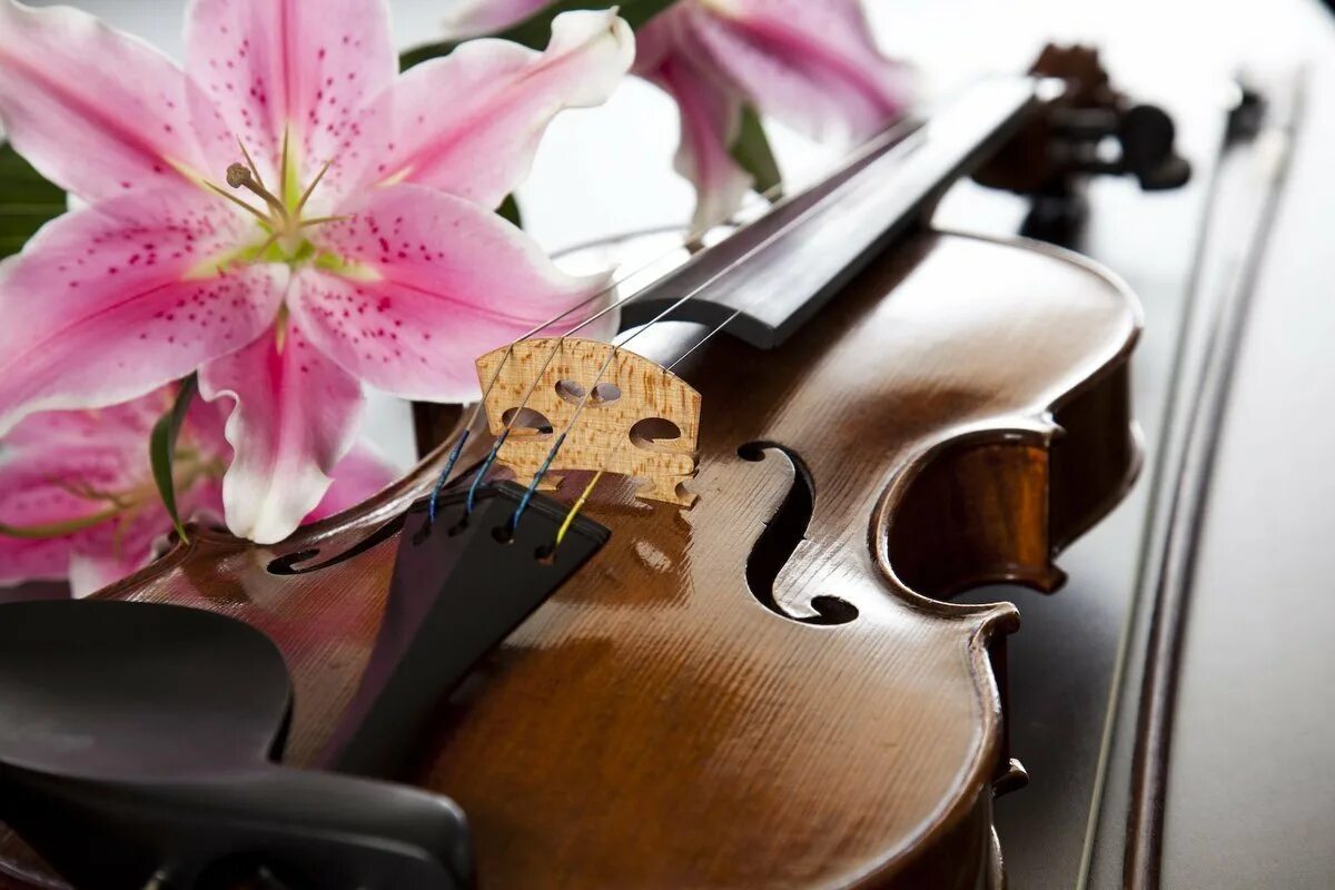 Скрипка самое красивое. Скрипка. Скрипка и цветы. Музыкальные инструменты и цветы. Скрипка картинка.
