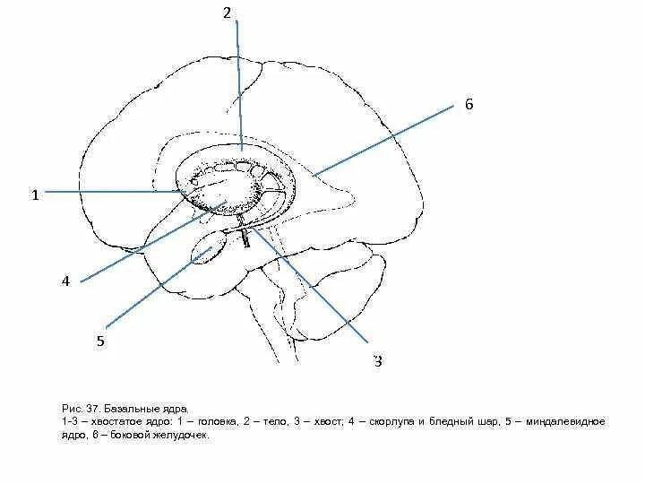 Радиостанция ядро-1г1. Ядро неделящейся клетки. Радиостанция ядро 1 схема. Ядро-1 авиационная радиостанция. Радиостанция ядро 1 схема.