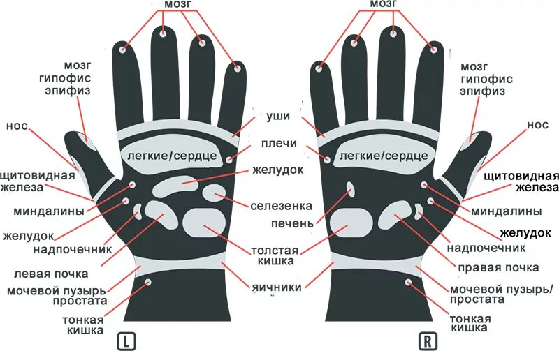 Рефлекторные зоны кистей рук. Рефлексогенные зоны на ладони. Точки на внешней стороне ладони. Рефлекторные зоны ладоней схема. Точки на запястье руки
