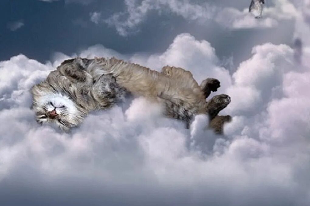 Куда попадают после. Кот облако. Кошка на небесах. Кошечки на облаках.