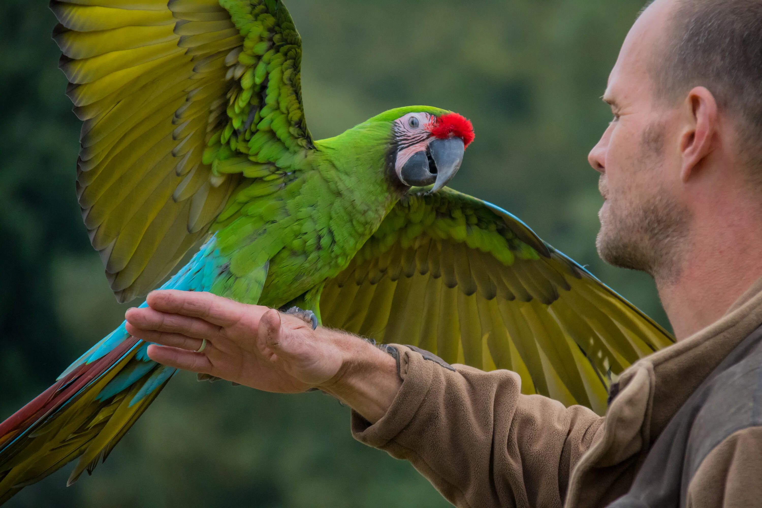 I ve parrot. Какаду и ара и человек. Попугай ара. Попугай на плече. Человек с попугаем на плече.