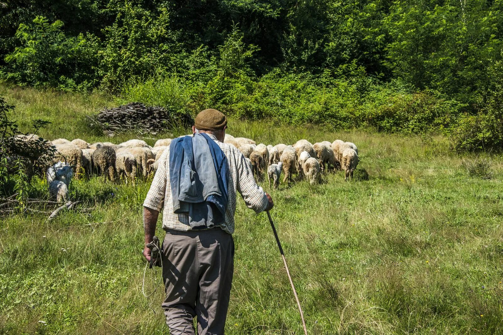 Пастух е. Пастух. башкирский пастух. пастух скотник. пастух летом.