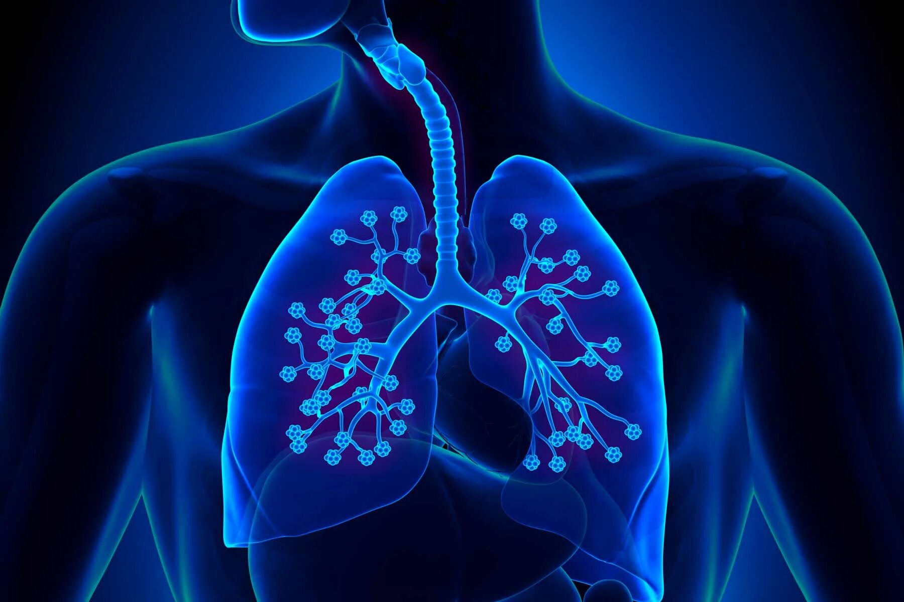 медицина дыхательные пути