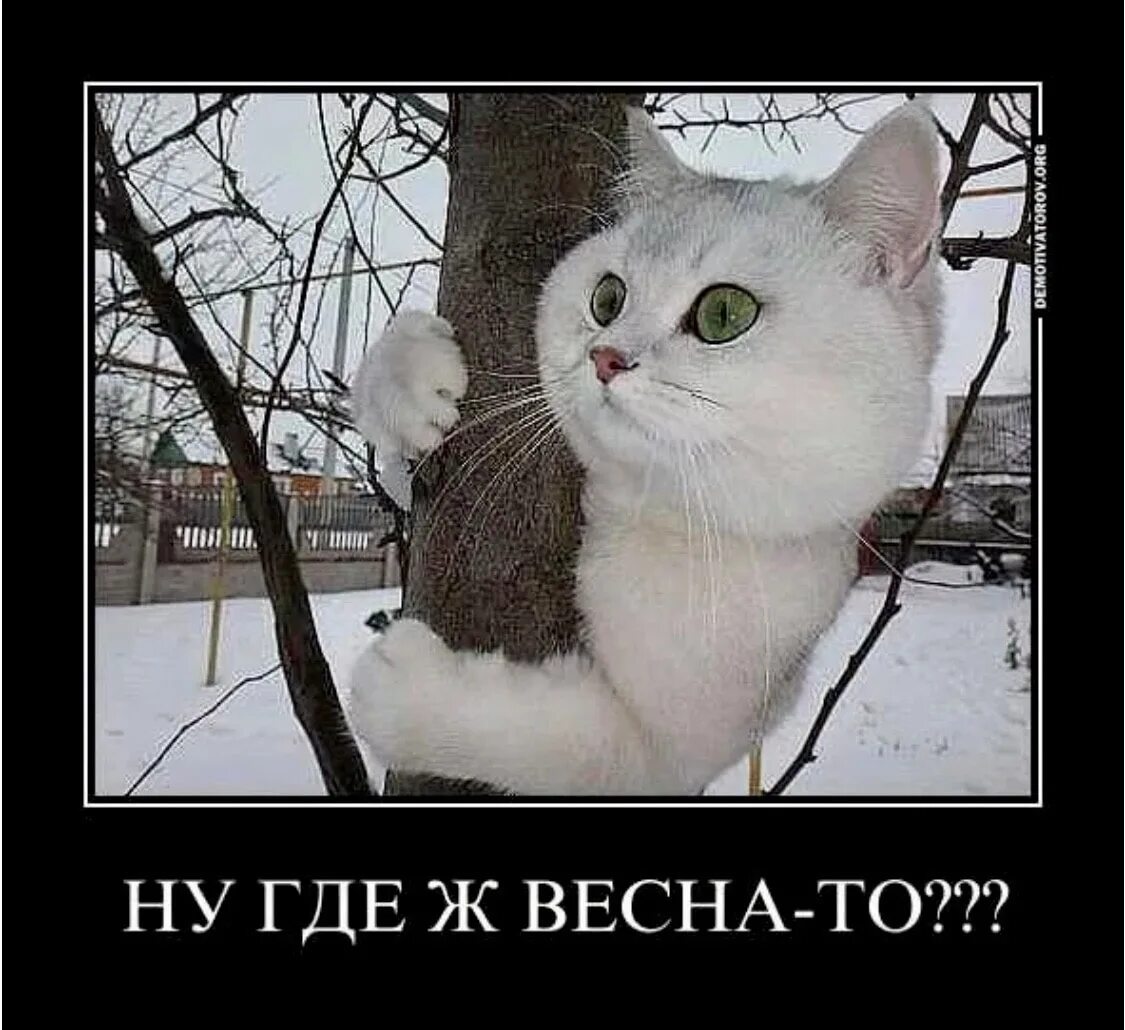 Весну видно нет лезь выше. Весну видно нет лезь выше. Март и коты юмор. Весну видно нет лезь выше. Весну видно нет лезь выше.