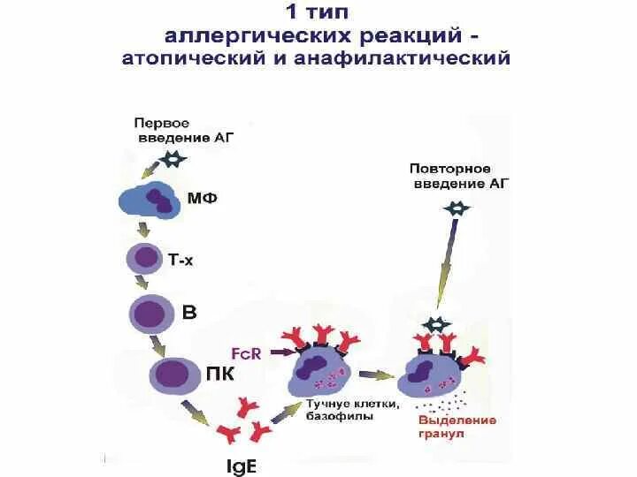 First reaction. Схема аллергической реакции первого типа. Схема аллергической реакции 1 типа. Аллергия первого типа схема. Анафилактический Тип аллергических реакций схема.