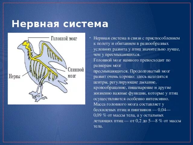 Нервная система птиц 7 класс биология. Строение нервной системы птиц. Нервная система птиц строение и функции. Функции нервной системы у птиц. Особенности строения птиц черты приспособленности к полету