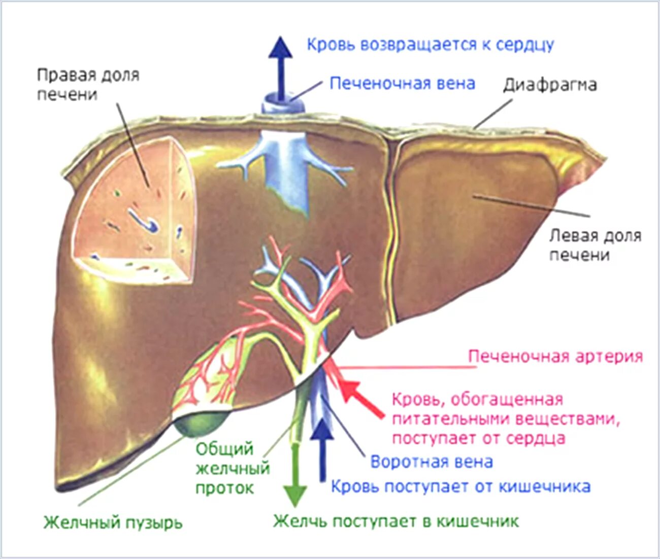 Сердце желчный пузырь. Печень человека анатомия и физиология. Печень схема анатомия. Строение печени анатомия доли. Анатомия и физиология печень кровоснабжение.
