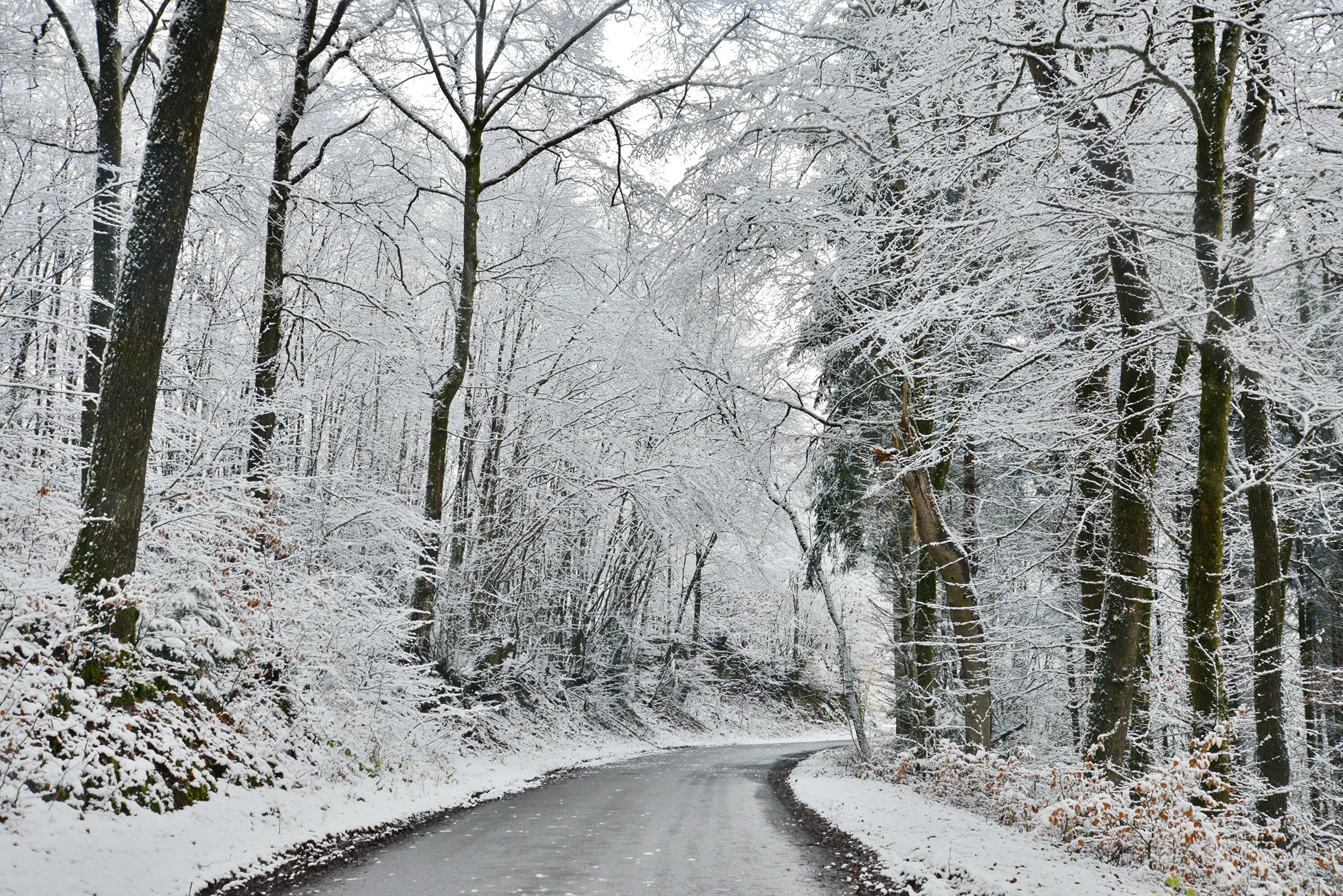 Cold and snowy. Зимняя дорога в лесу. Зима снег. Заснеженная дорога в лесу. Снегопад в лесу.