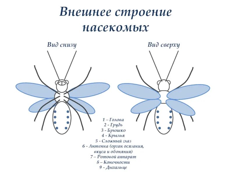 Внешнее строение клопа. Внешнее строение насекомых. строение насекомого вид сверху. строение насекомых сверху. строение насекомого сверху снизу.