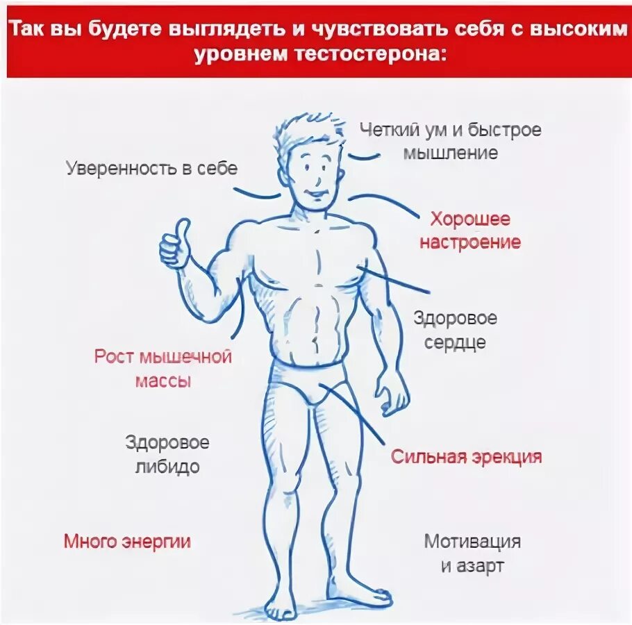 Уровень тестостерона у мужчины после 40. Повышенный уровень тестостерона. Тестостерон у мужчин. Повысить уровень тестостерона. Низкий уровень тестостерона.