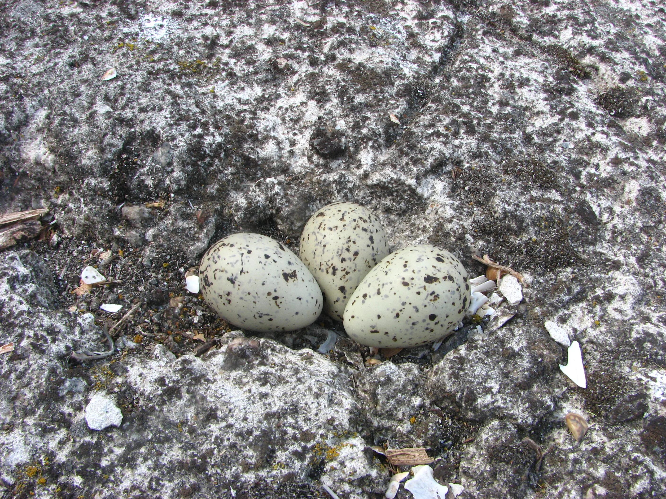 Яйца птиц покрыты. Полярная крачка гнездо. Яйца крачки. Полярная крачка яйца. Крачка птица яйца.