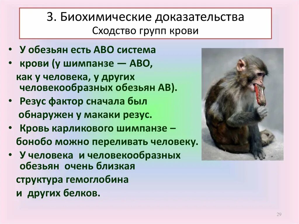 Группы крови у обезьян. Группы крови человека и обезьян. Группы крови человека и шимпанзе. Биохимические сходства человека и обезьяны. Резус фактор обезьян