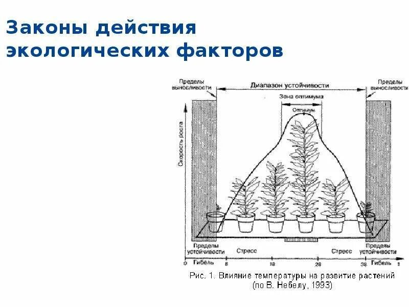 Закон экологического воздействия. Действие экологических факторов на организм. Закономерности действия экологических факторов на организм. Схема действия экологического фактора на организм. Законы воздействия экологических факторов.