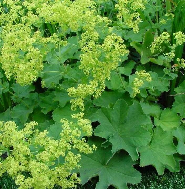 Манжетка робустика. Манжетка. манжетка mollis. манжетка робуста. манжетка мягкая &#039;robustica&#039;.
