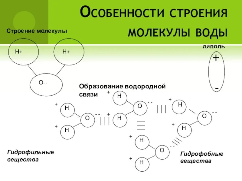 Особенности строения связанной воды