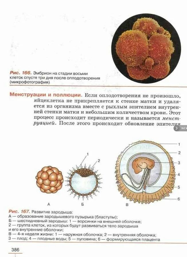 Зародыш развивается из