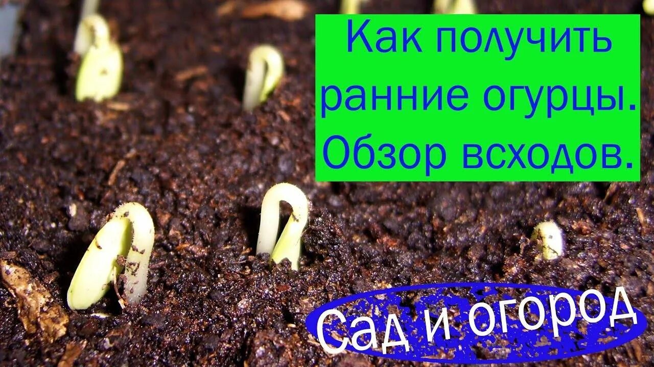 Как правильно посадить семечко огурца. Каким концом сажать семена огурцов. каким концом садить семена огурцов. семя огурца какой стороной сажать. семена огурца какой стороной сажать.