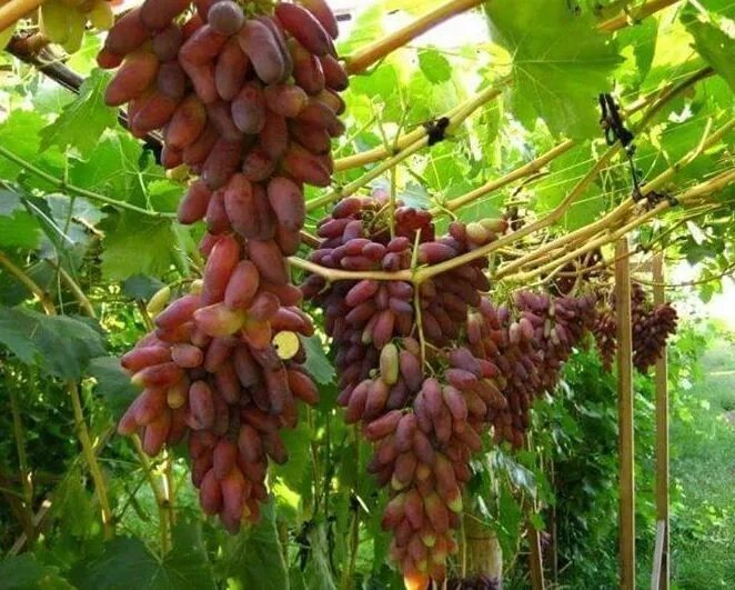 Японские сорта винограда на наших виноградниках VINEYARD