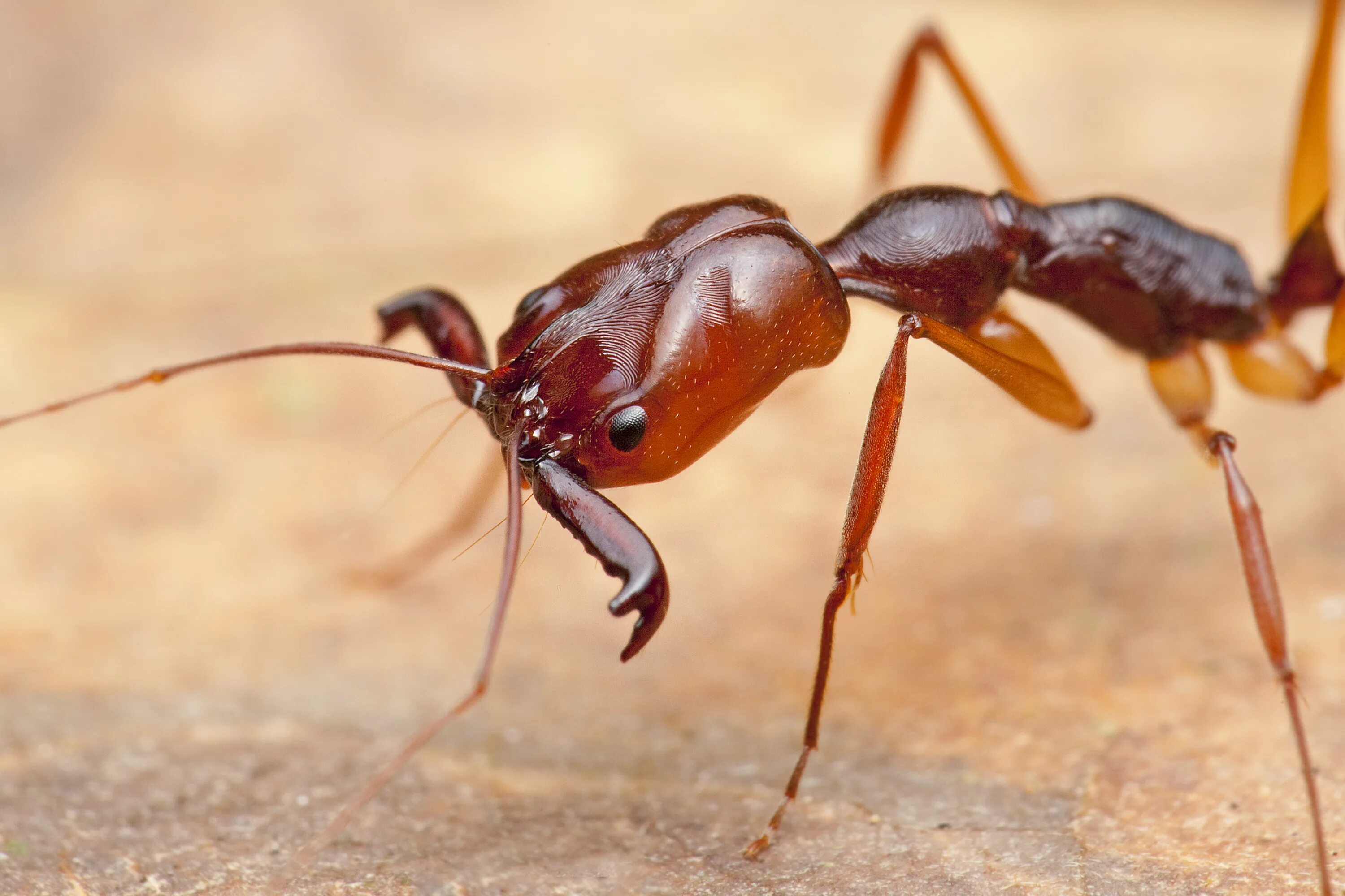 Муравьиный вид. Муравей Odontomachus. Муравьи капканчики. Odontomachus monticola. Monticola муравей.