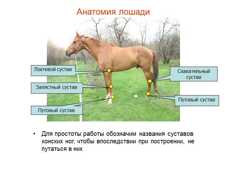 Как называется профессия где лошади. Скакательный сустав у лошади анатомия. Путовый сустав у лошади. Путовый сустав лошади анатомия. Запястный сустав КРС.