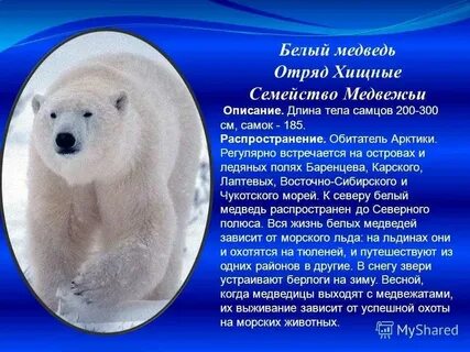 Информация о белом медведе 4 класс