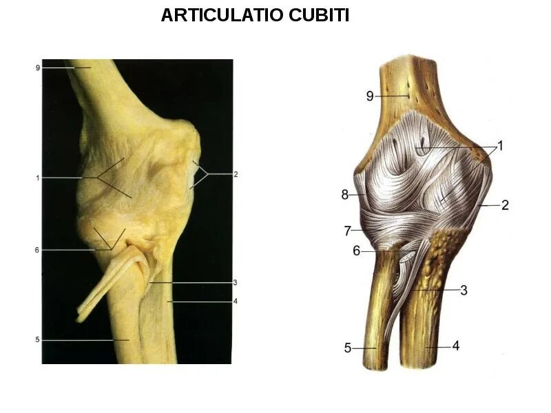 Соединения костей плечевого пояса. Articulatio cubiti. Квадратная связка локтевая кость. Кости и соединения верхней конечности. Соединение костей свободной верхней конечности.