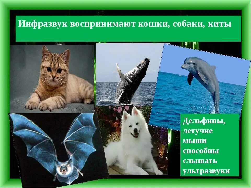 Инфразвук в природе. Инфразвук животные. Инфразвук животные использующие. Ультразвук и инфразвук. Инфразвук дельфины