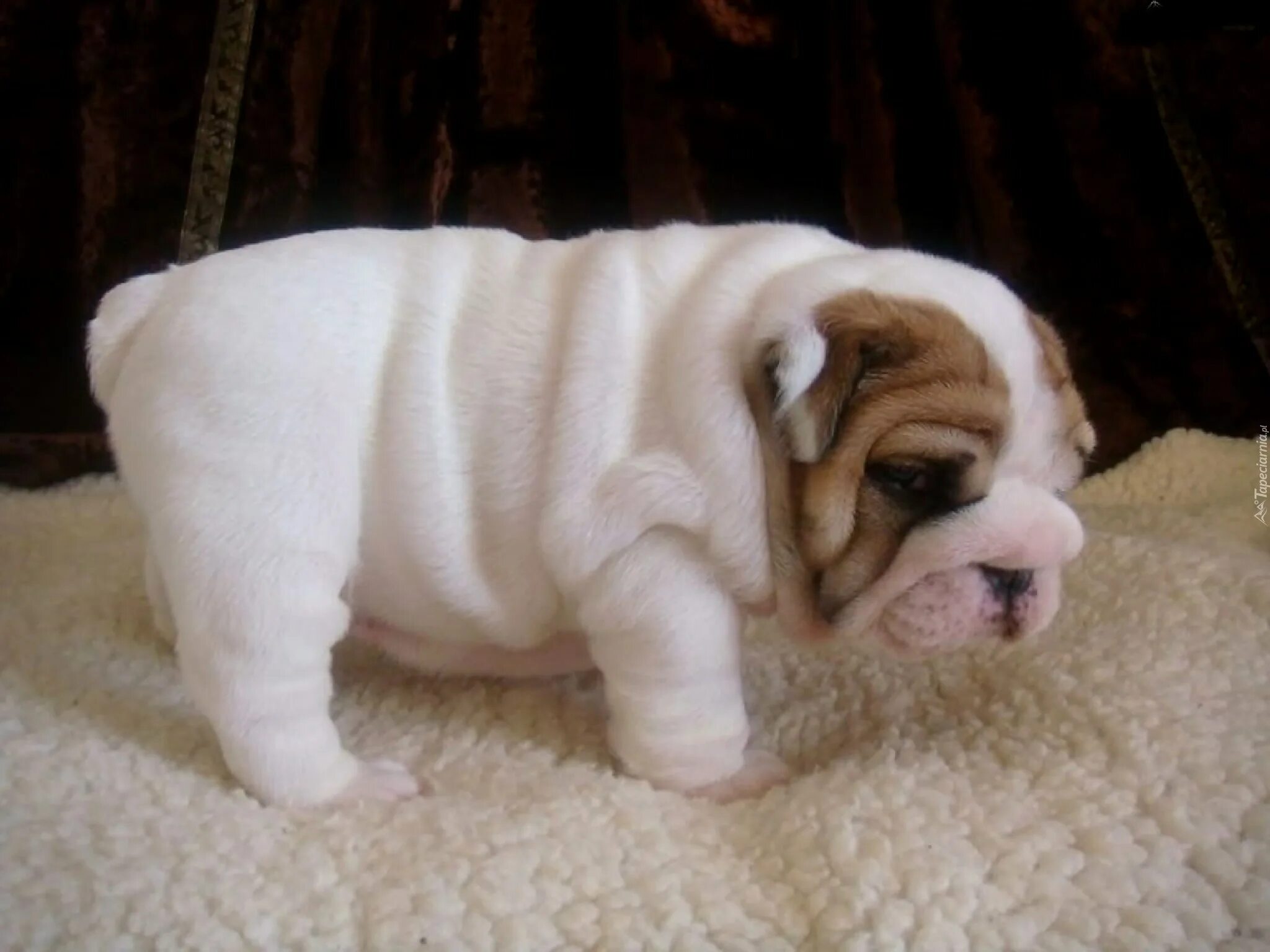 Толстая маленькая собака. Щенки бульдога жирные.