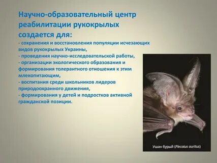 Волонтеры реабилитологи рукокрылых часто сталкиваются с необходимостью