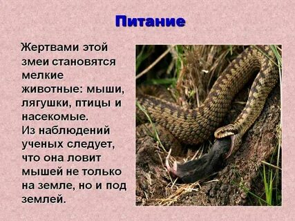 Гадюка хищник или нет