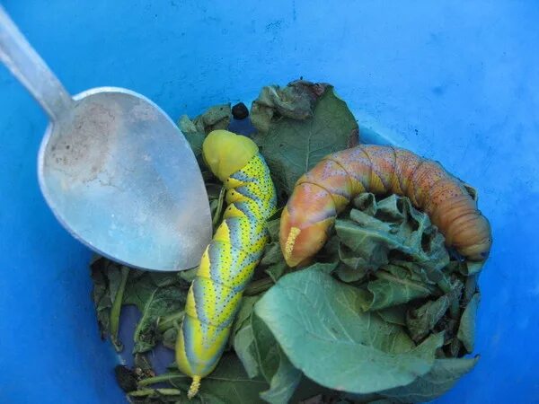 Морковная ботва. Ботва редиса польза. Свекла с ботвой. Едят ботву. Отвар морковной ботвы.