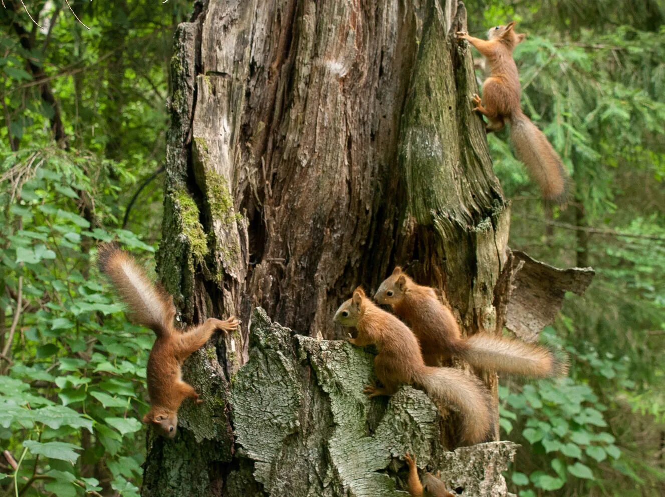 в лесу живут белки каждый из которых