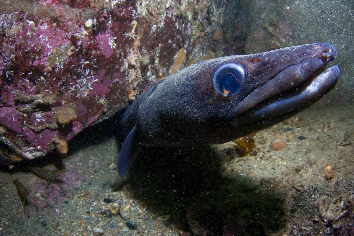 Рыба морской угорь. Морской угорь Конгер. Европейского угря (Anguilla Anguilla). Европейский Речной угорь. Угорь Озерный.