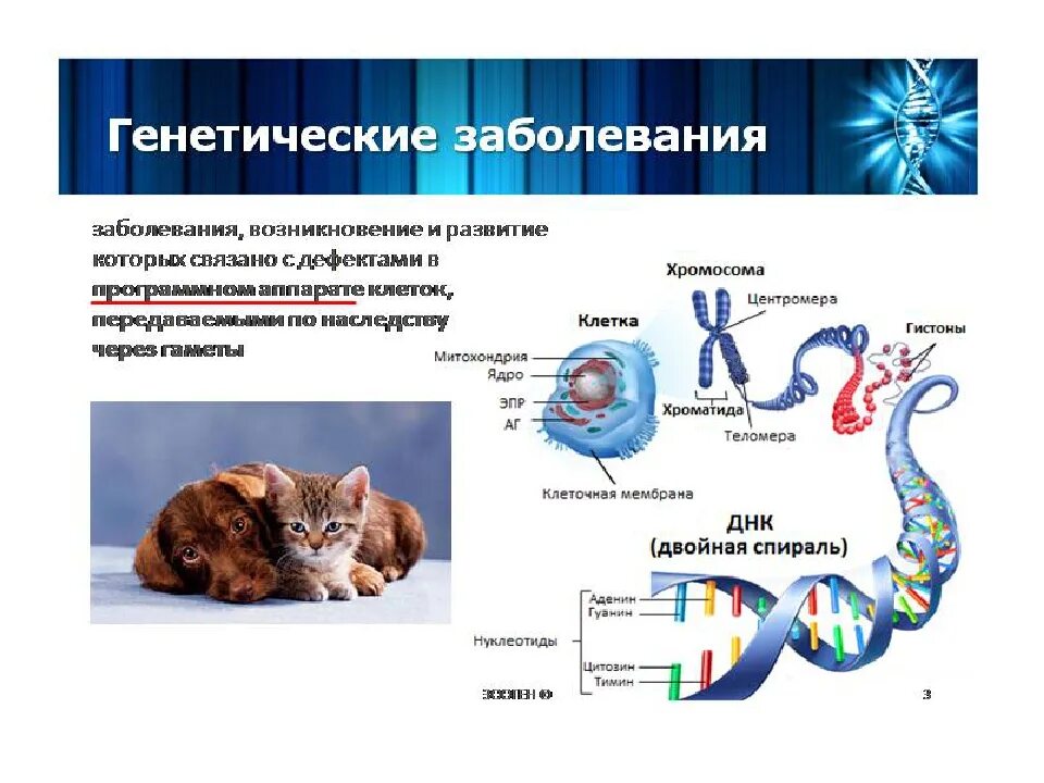 Генетические заболевания бывают. Негенетические заболевания. Наследственные болезни генетика. Наследственные болезни животных. Резептические болезни.