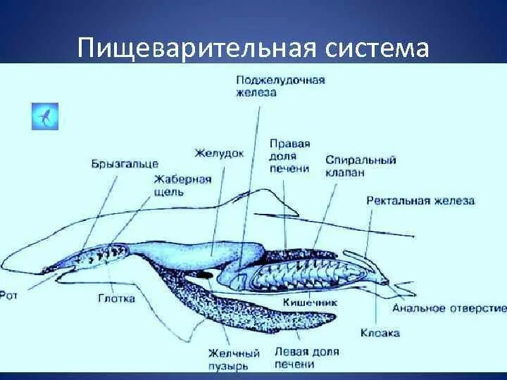 Ректальные железы. Класс хрящевые рыбы пищеварительная система. Пищеварительная система хрящевых рыб схема. Строение пищеварительной системы хрящевых рыб. Осетровые рыбы пищеварительная система.