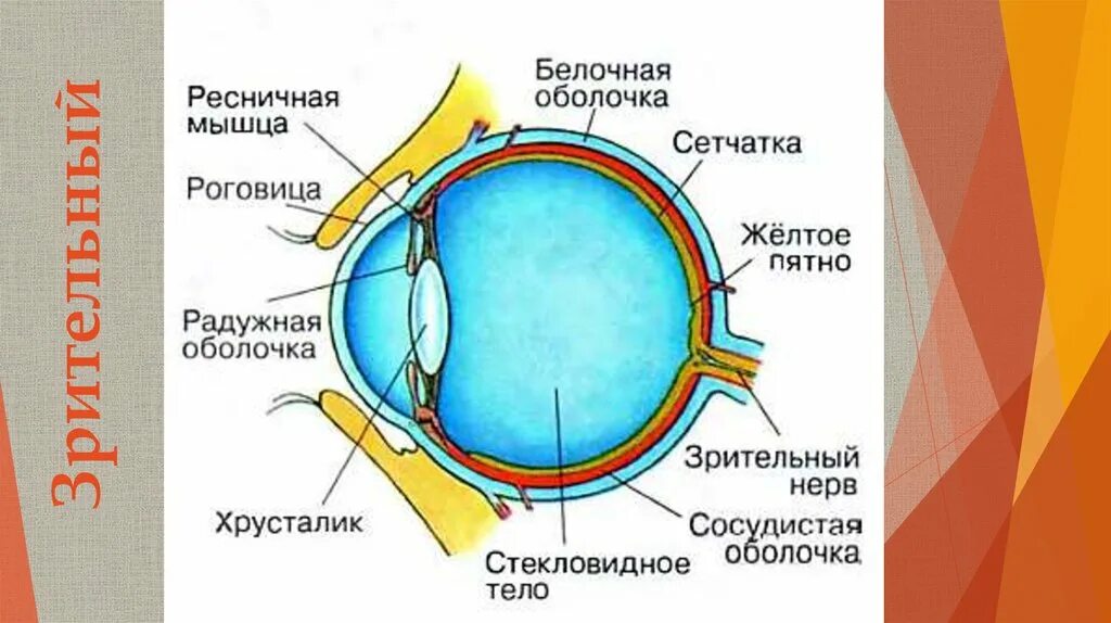 Поддерживает форму глаза. Глазной анализатор строение биология 8 класс. Схема строения зрительного анализатора человека. Схема глазного анализатора биология 8 класс. Анализаторы зрительный анализатор строение.