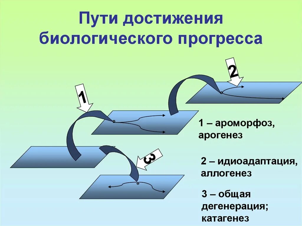 Схема путей биологического прогресса. Биологический Прогресс пути достижения биологического прогресса. Пути достижения биологического прогресса ароморфоз. Пути достижения биологического прогресса идиоадаптация. Биологический Прогресс ароморфоз идиоадаптация.