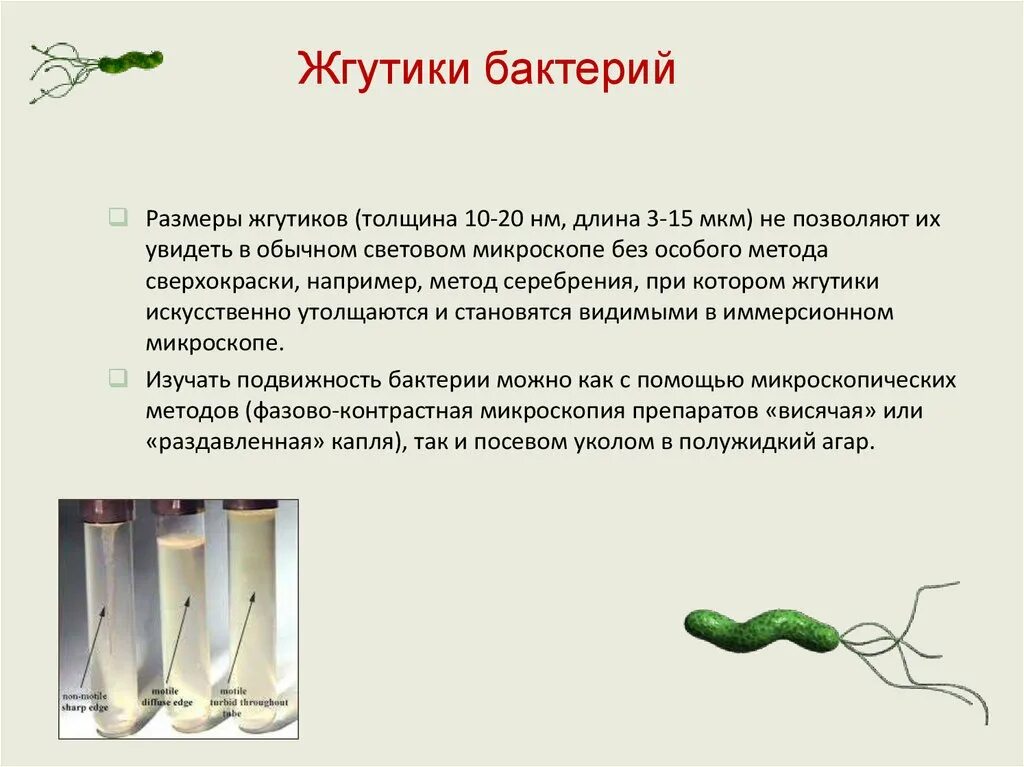 Спора у бактерий выполняет функцию. Метод обнаружения жгутиков у бактерий. Методы выявления жгутиков у бактерий. Методы изучения жгутиков у бактерий. Жгутики бактерий способы выявления.