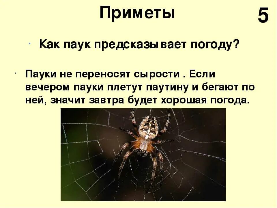 Увидеть ползущего паука. Паук примета. Пауки в доме приметы. Приметы про пауков. Приметы если паук.