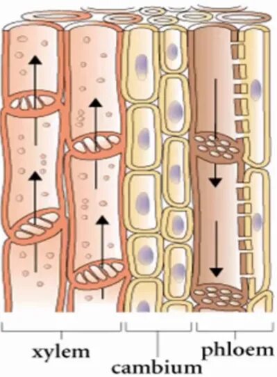 Ткани растений Ксилема флоэма. Проводящая ткань растений Ксилема и флоэма. Перфорации флоэма. Ксилема Луб. Флоэма транспорт