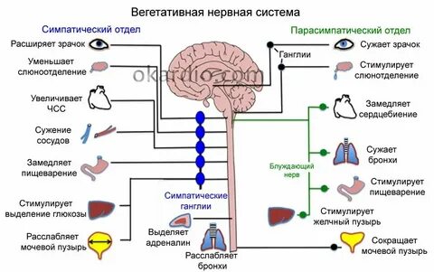 Расширение зрачка какой отдел нервной системы