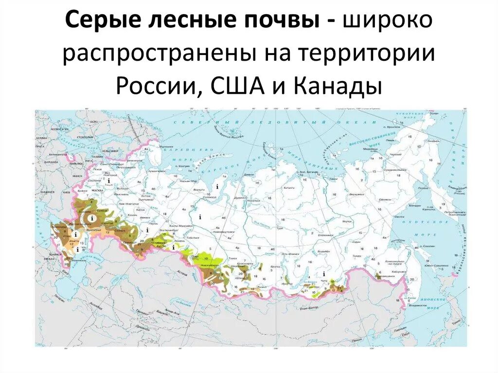 Широко распространенная на территории россии. Серые Лесные почвы на карте России. Серые Лесные почвы распространение. Карта распространения серых лесных почв. Географическое распространение серых лесных почв.