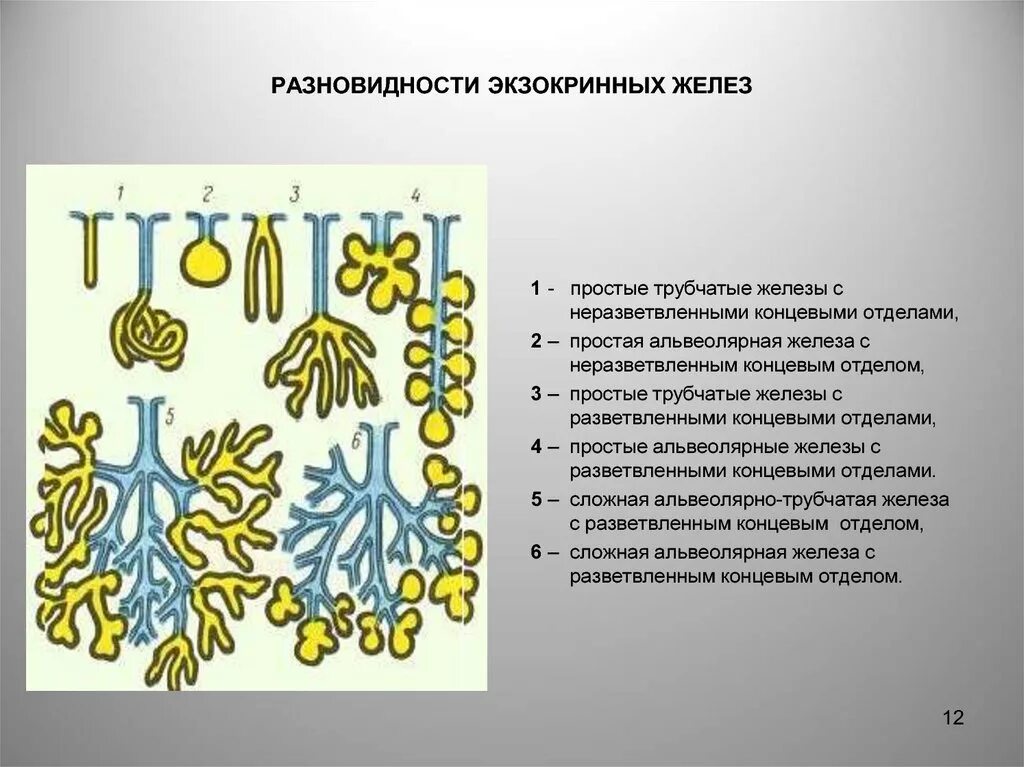 Классификация желез трубчатые альвеолярные. Классификация экзокринных желез. Типы секреции экзокринных желез. Классификация экзокринных железез. Экзокринные железы выводные протоки