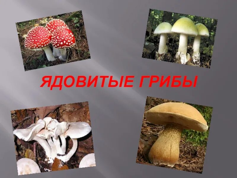 Ядовитые грибы. Тема ядовитые грибы. Проект ядовитые грибы. Ядовитые грибы презентация. Проект опасные грибы 2 класс окружающий мир