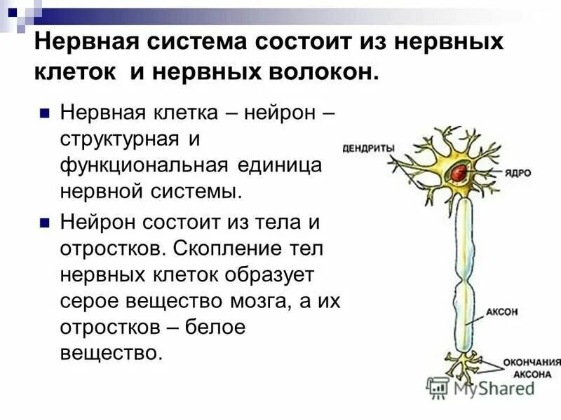 Какая функциональная часть нервной системы